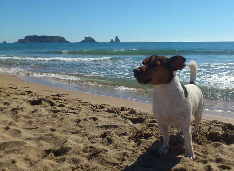 Aquesta temporada els gossos no tindran un espai a l'Estartit / www.furgovw.org