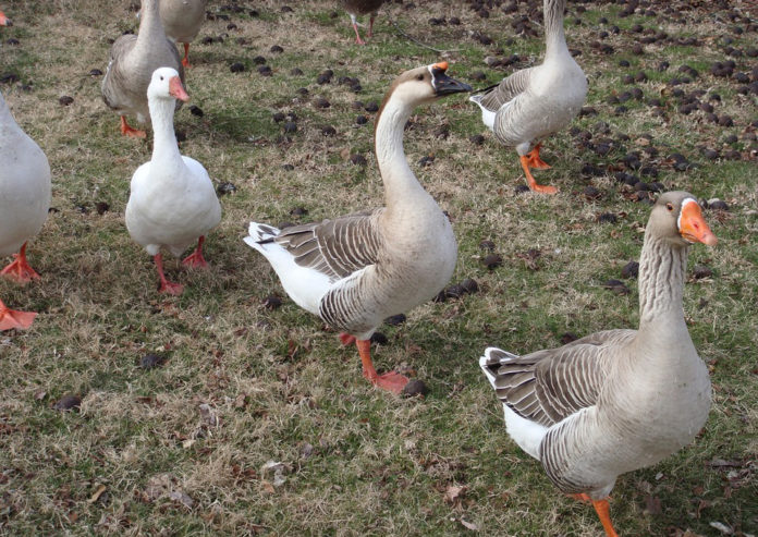 patos