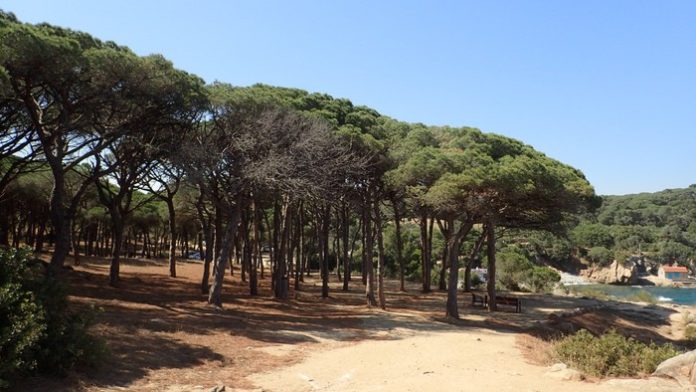 La Pineda d'en Gori