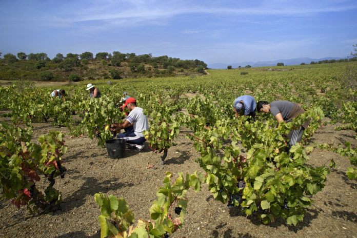 Vinyes vi vinya agricultura pagesia / DO Empordà sequera