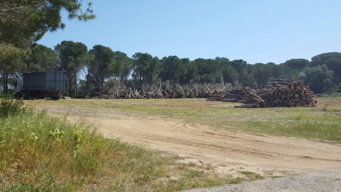 Tala arbres platja pals