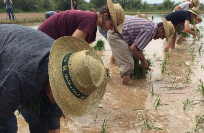 Una imatge de la tercera edició del Planta't a Pals arròs