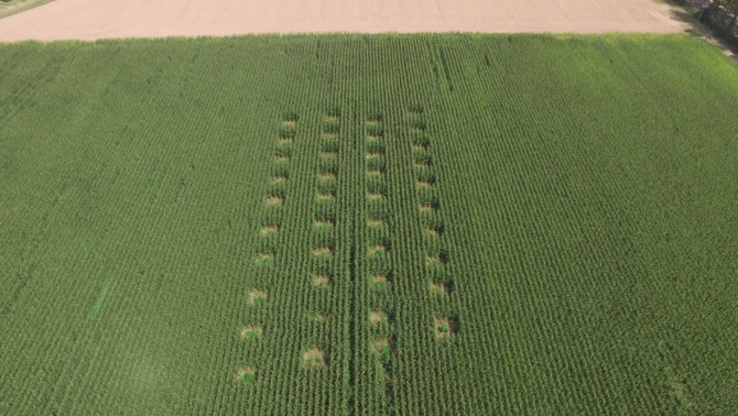 Plantació de marihuana descoberta des de l'aire. Foto: 324.