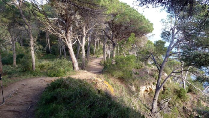 camins