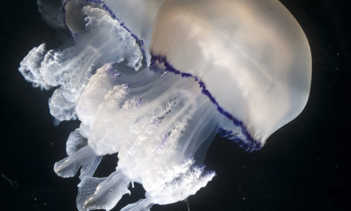 Medusa Rhizostoma pulmo, imatge d'Eduardo Bis