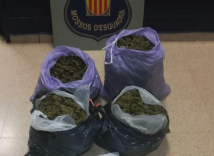 NdP 146 cabdells marihuana Corçà i comís diners.jpg
