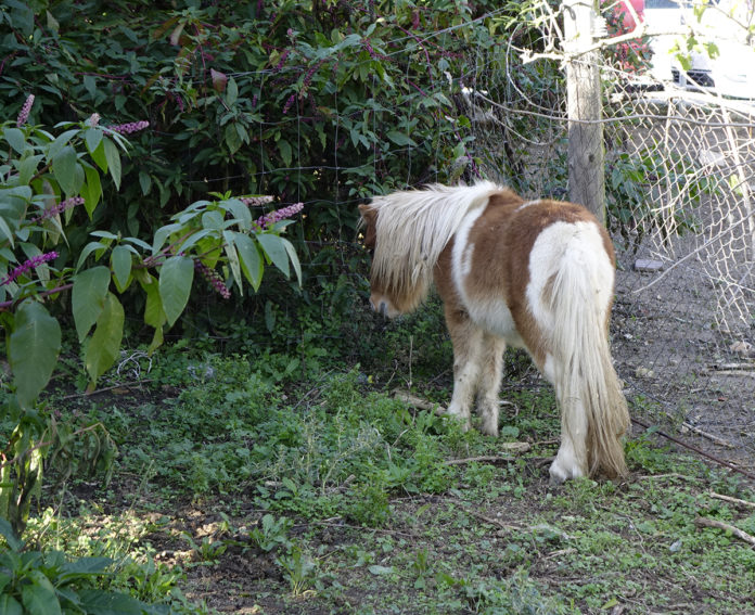 ponis enverinats