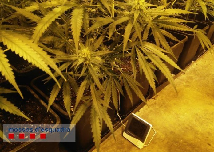 Marihuana Palafrugell Plantacio Mossos 00004 Les plantes de marihuana a la nau del Carrer de Pals de Palafrugell | Imatge dels Mossos d'Esquadra