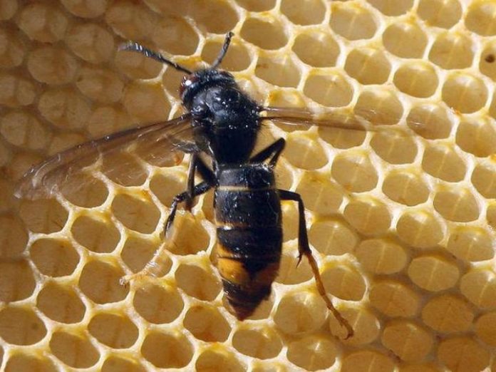 vespa-asiatica