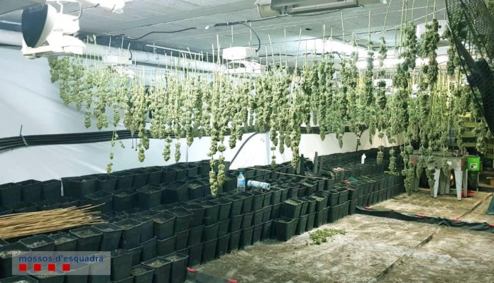 La plantació de marihuana a Vulpellac | Imatge dels Mossos