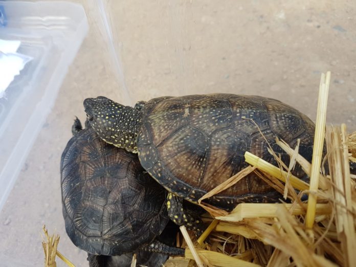 20190605 Alliberament tortugues amb escolars Sobrànigues 1