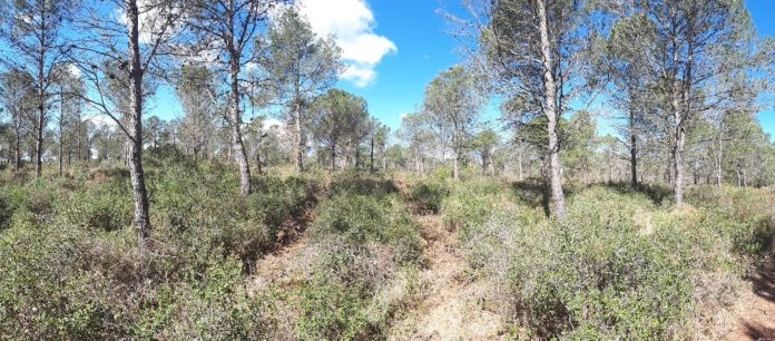 torroella montgrí prenvenció incendi