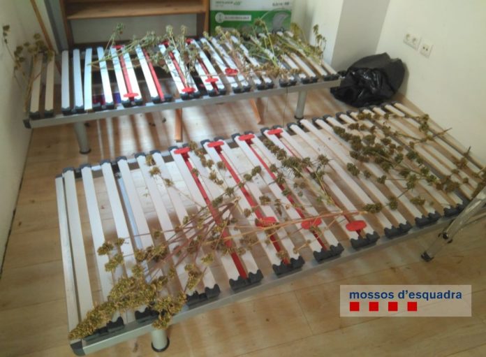 marihuana palafrugell