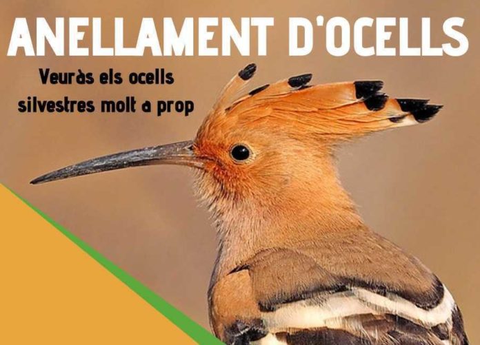 privat:-anellament-d’ocells-silvestres,-aquest-diumenge-al-mati,-a-santa-cristina-d’aro