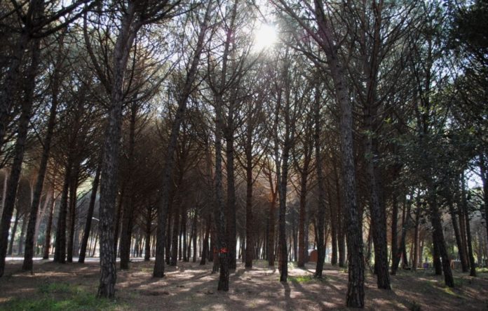privat:-sanejament-vegetal-de-la-pineda-del-suro-de-la-creu-de-santa-cristina-d’aro privat:-sanejament-vegetal-de-la-pineda-del-suro-de-la-creu-de-santa-cristina-d’aro