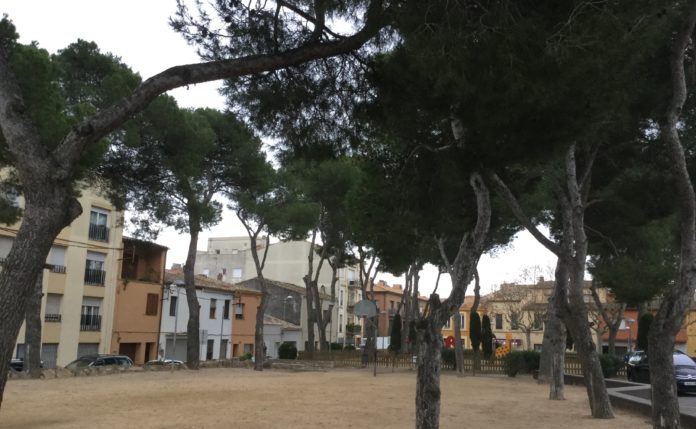 Arbres Camp d'en Prats | Imatge de l'Ajuntament de Palafrugell