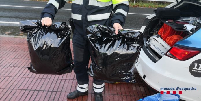 Marihuana decomissada pels Mossos d'Esquadra a Sant Feliu de Guíxols | Imatge dels Mossos d'Esquadra