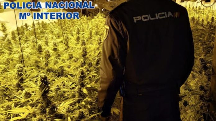 Plantació de marihuana a Sant Feliu de Guíxols | Imatge de la Policia Nacional