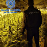 Plantació de marihuana a Sant Feliu de Guíxols | Imatge de la Policia Nacional