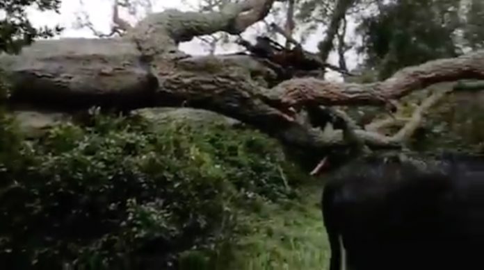 Suro gros de Romanyà de la Selva