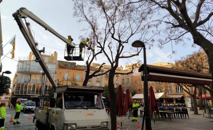 Talada d'arbres a la Plaça Nova de Palafrugell | Imatge de l'Ajuntament