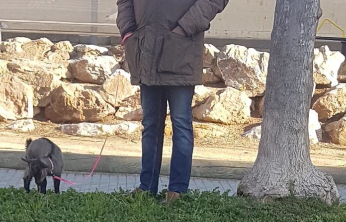 Cabra a Palafrugell per trencar el confinament | Imatge dels Mossos d'Esquadra
