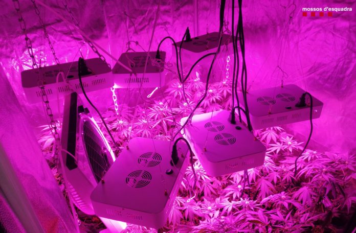 Plantació de Marihuana a Santa Cristina d'Aro | Imatge dels Mossos d'Esquadra