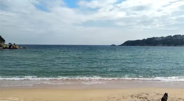 Platja de Sant Pol on s'han vist dos taurons a la platja de Sant Feliu de Guíxols | Imatge del vídeo