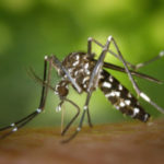 privat:-consells-per-evitar-la-proliferacio-del-mosquit-tigre