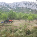 privat:-treballs-de-millora-forestal-a-la-vall-de-santa-caterina