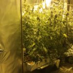 privat:-la-policia-local-de-palafrugell-desmantella-una-plantacio-de-18-plantes-de-marihuana