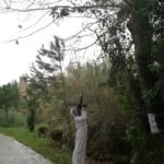 varwwwvhostsradiocapital.cathttpdocswp-contentuploads202012echoNiu_vespa_asitica.jpg5fd0a9070ed3f.jpg