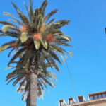 privat:-apliquem-un-tractament-intensiu-contra-la-plaga-del-morrut-per-salvar-les-emblematiques-palmeres-de-can-quintana