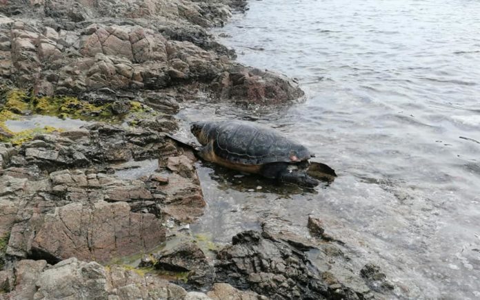 tortu2 Imatge d'una tortuga a la platja de S'Agaró - Imatge de Roser Moreno via Facebook
