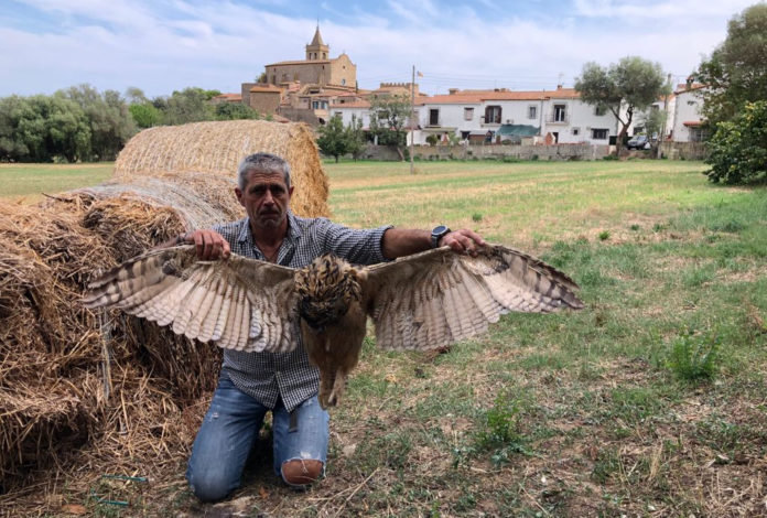 Jaume Ramot, president del Grup de Natura Sterna, amb el duc electrocutat aquest dimecres 25 d’agost a Castell d’Aro. Fotografia: Grup de Natura Sterna