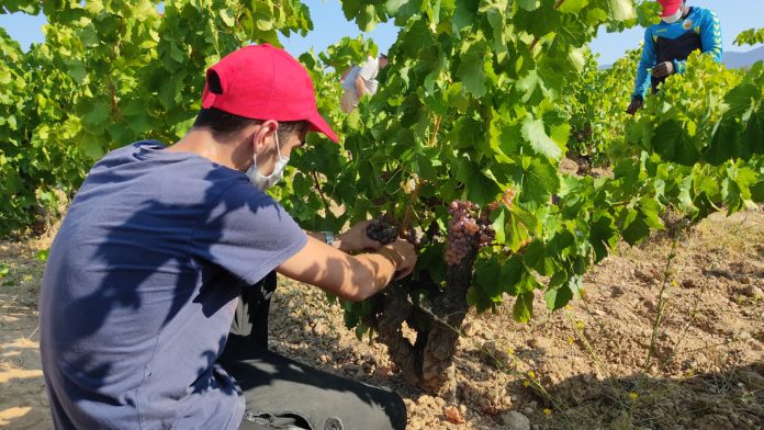 Veremadors a la vinya 'Camí de Mollet', a Garriguella - Imatge de DO Empordà