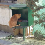 privat:-l’ajuntament-pren-mesures-per-frenar-l’enverinament-delictiu-de-gats-a-torroella-i-a-l’estartit