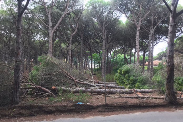La tala d'arbres a la Pineda de la Fosca de Palamós. Imatge publicada el 7 de setembre del 2021, cedida a l'ACN