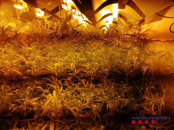 foto_3859349 marihuana mont-ras