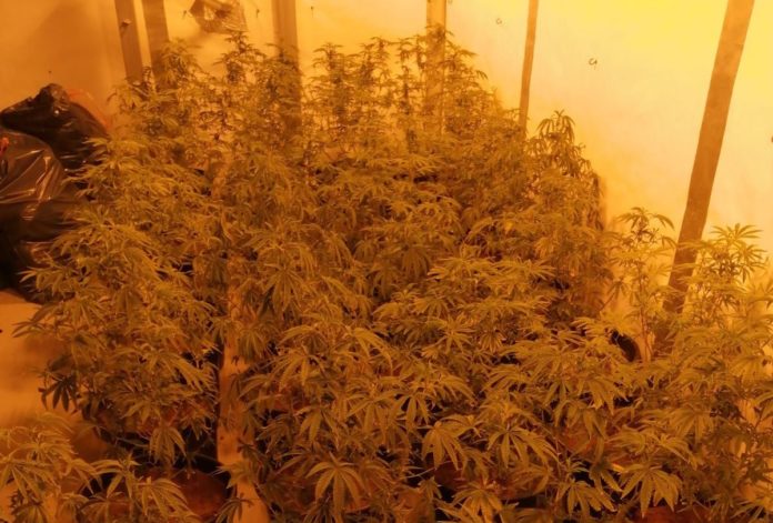 plantació marihuana