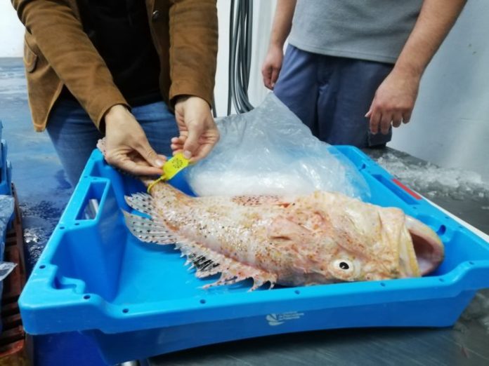 palamós peix codi qr