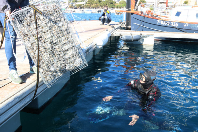 Submarinista Sant feliu biohuts