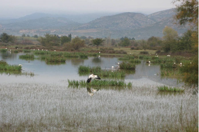 Un grup de cigonyes als Aiguamolls de l'Empordà.