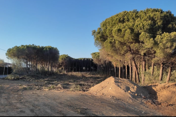 calonge tala arbres madueño
