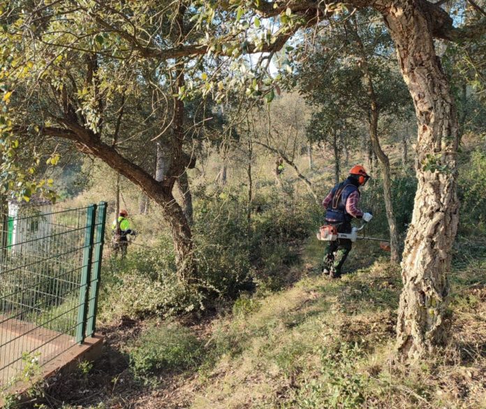 brigada forestal