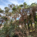 privat:-es-limita-l’horari-de-crema-de-restes-vegetals-per-risc-d’incendi-forestal