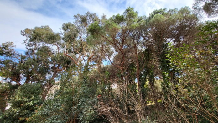 privat:-es-limita-l’horari-de-crema-de-restes-vegetals-per-risc-d’incendi-forestal