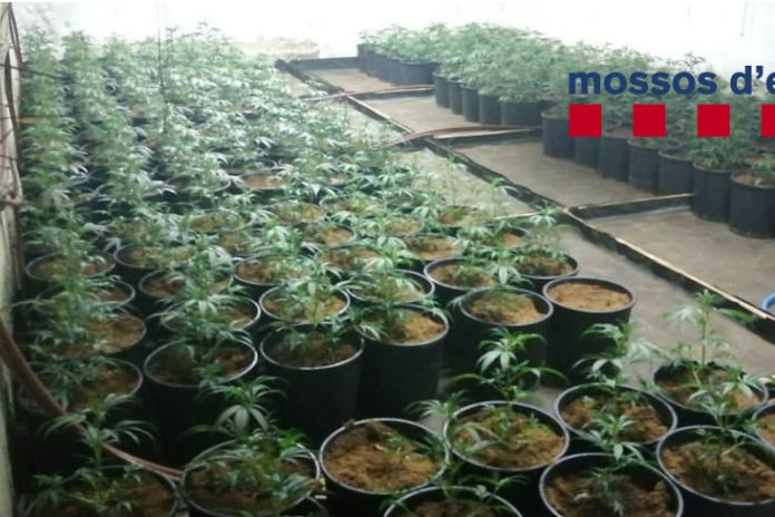 marihuana santa cristina