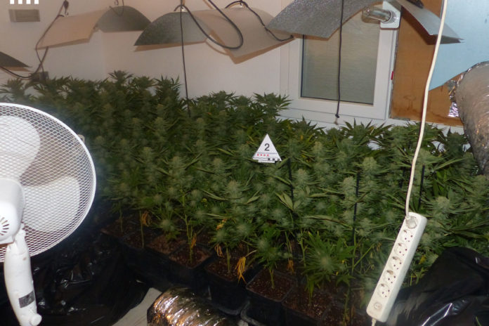 La plantació localitzada en una casa adossada Data de publicació: dijous 17 de març del 2022, 19:00 Localització: L'Escala Autor: Redacció