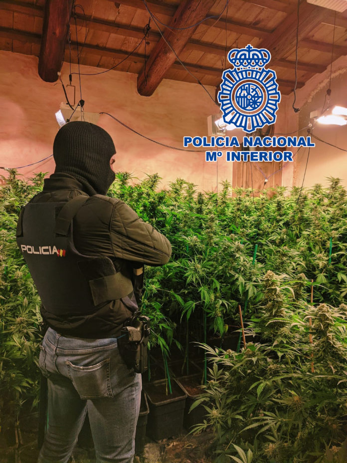 Imatge d'un dels agents amb la plantació de marihuana desmantellada a Sant Feliu de Guíxols Data de publicació: dijous 07 d’abril del 2022, 10:21 Localització: Sant Feliu de Guíxols Autor: CNP